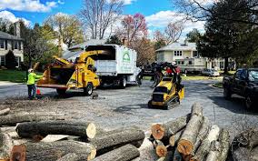 Best Hedge Trimming  in USA